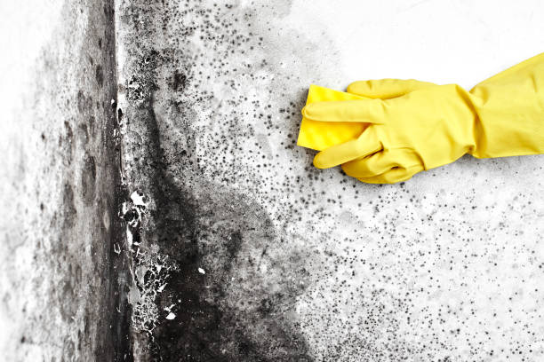 Best Industrial Mold Remediation in Sharon, MS